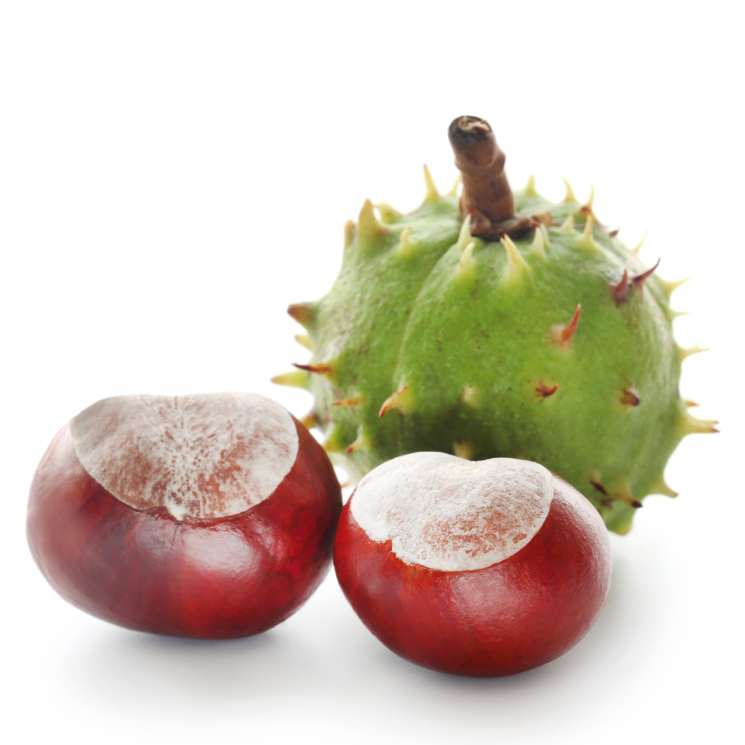 Indian Horse Chestnut