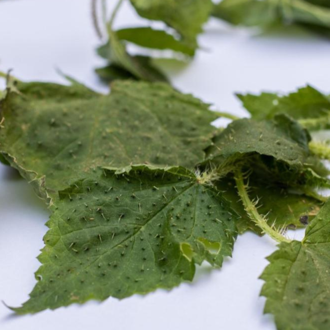 Nettle Leaves