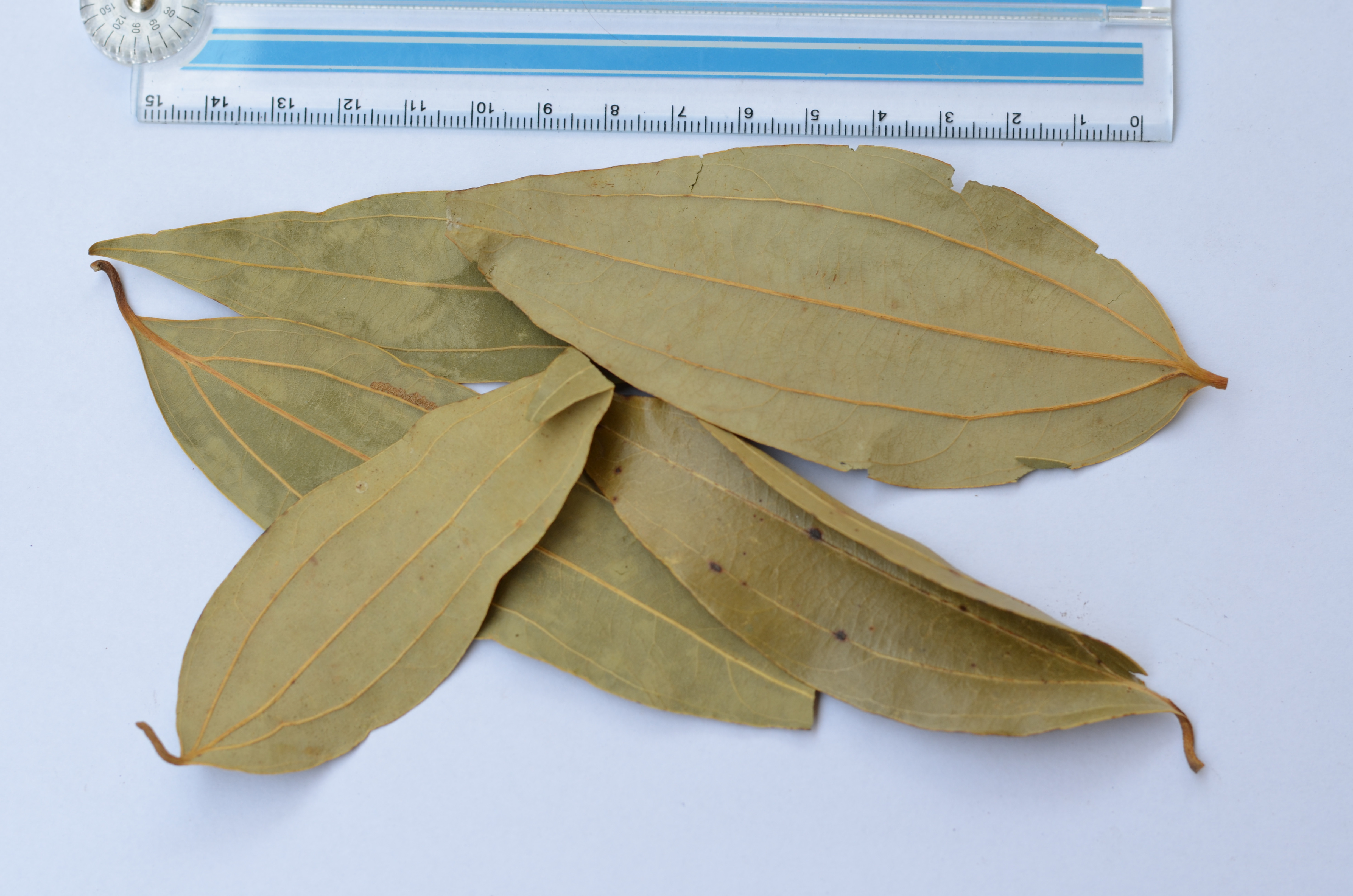Bay Leaf